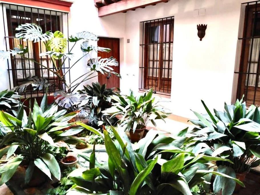 Loft & Private Rooftop With Bbq Σεβίλλη Εξωτερικό φωτογραφία